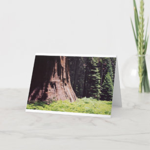 Carte Le séquoia puissant