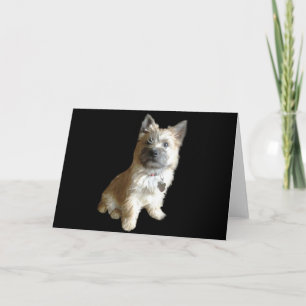 Carte Le Terrier Cutest Jamais !  Plus mignon que Toto !