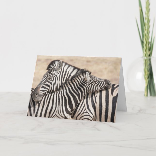 Carte Le zèbre de Burchell (Devant)