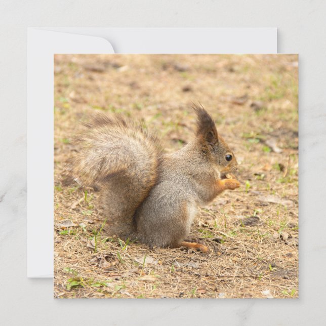 Carte L'écureuil mignon mange une photo de noix (Devant)