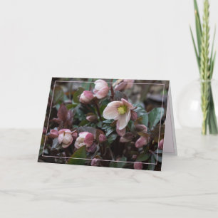 Carte Lenten Rose pour mère