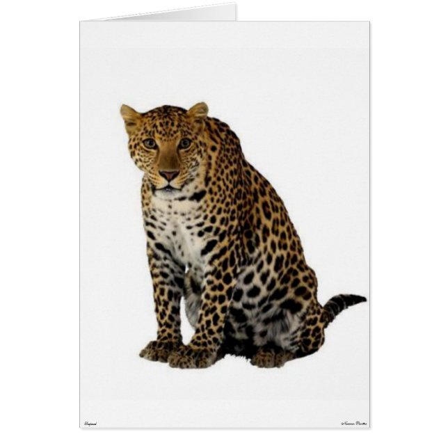 Carte Leopard (Devant)