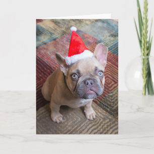 Carte Les animaux bébés les plus mignons   Noël du boule