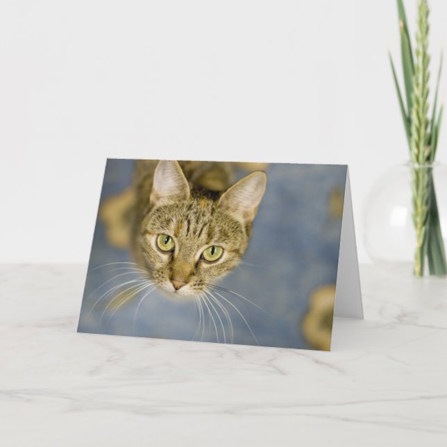 Carte Les chats bienveillants aident à soulager la (Devant)