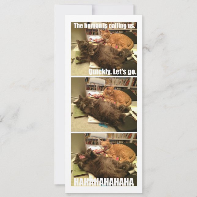 Carte Les chats sont des trous (Devant)