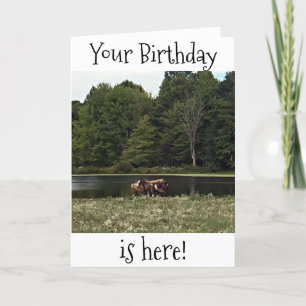 CARTE LES CHEVAUX À LA PASTURE SONT BONS POUR VOTRE ANNI