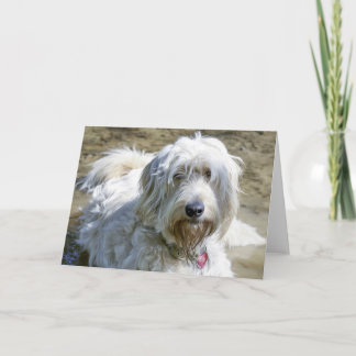 Carte Les chiens bienveillants aident à soulager la