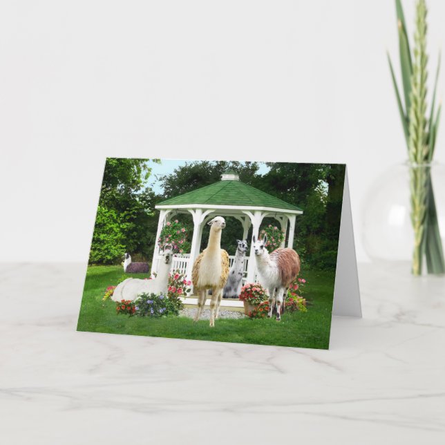 Carte "Les filles de Gazebo" (Devant)