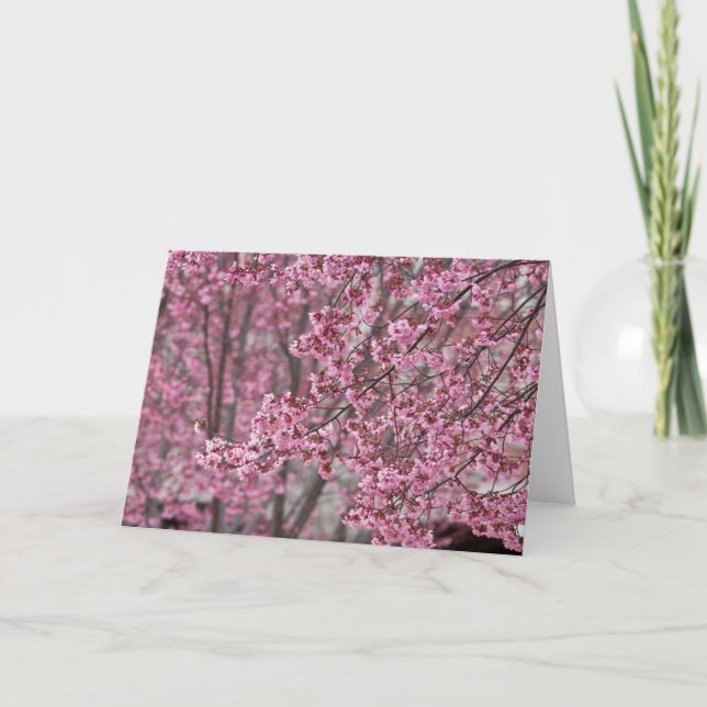 Carte Les fleurs de cerisiers Sakura sont roses (Devant)