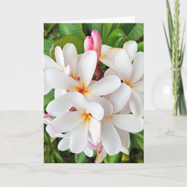 Carte Les fleurs de la plumeria (Devant)