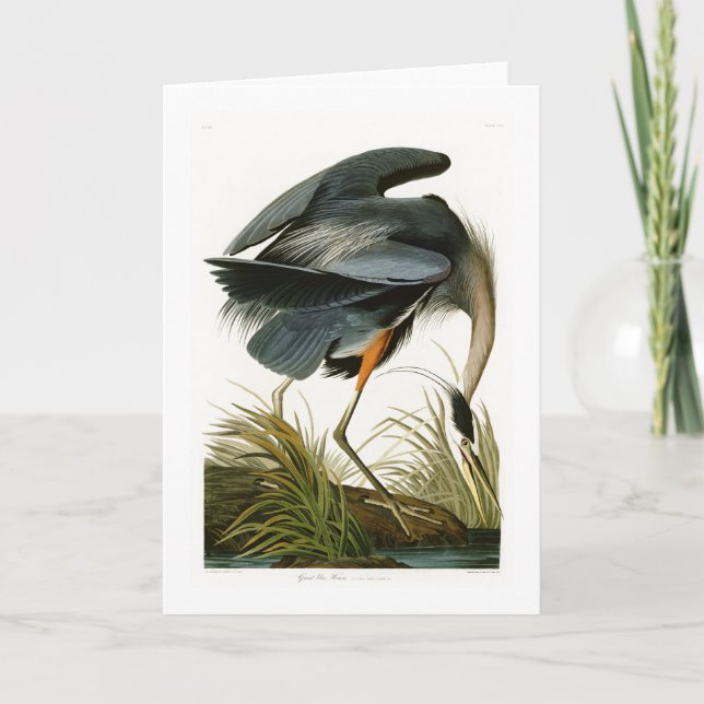 Carte Les oiseaux de John Audubon de héron de grand bleu (Devant)