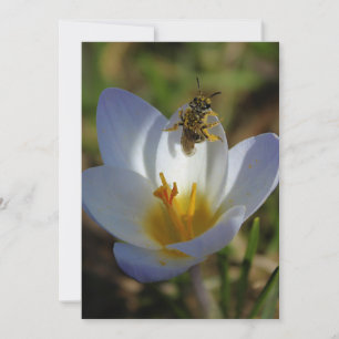 Carte Les premiers signes du printemps