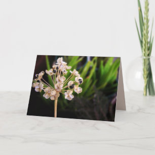 Carte Les semences de la nature : Macro Card de la photo