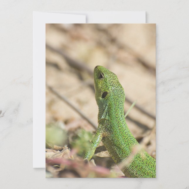 Carte Lézard vert (Devant)
