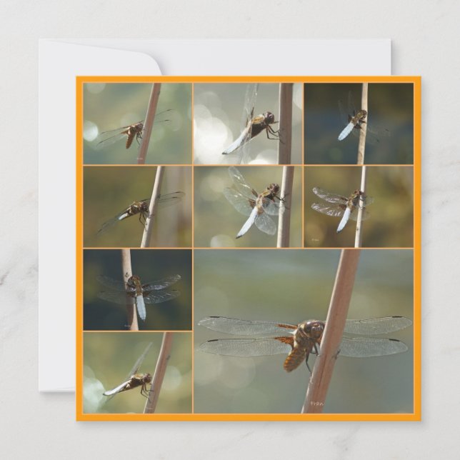 Carte libellule (Devant)