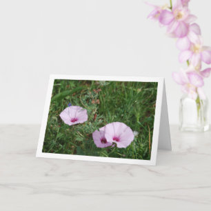 Carte Lilac Morning Glory, Mallow Bindweed Fleurs sauvag