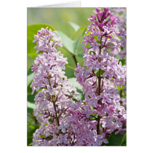 Carte Lilac P5390