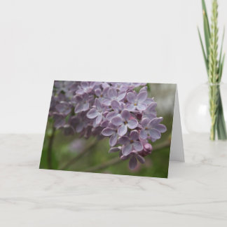 Carte Lilac (Syringa spp.)