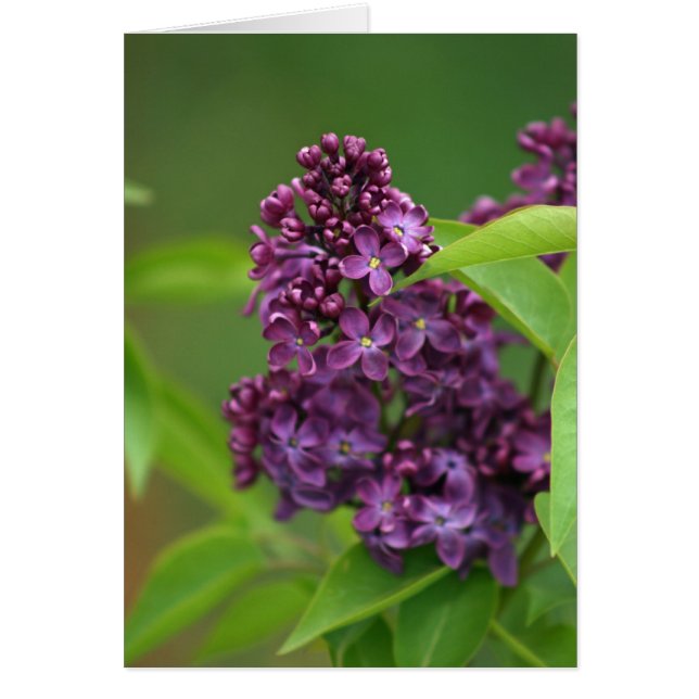 Carte Lilac violet (Devant)