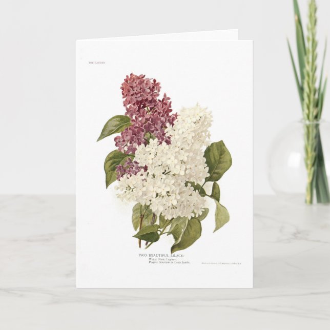 Carte Lilas (Devant)