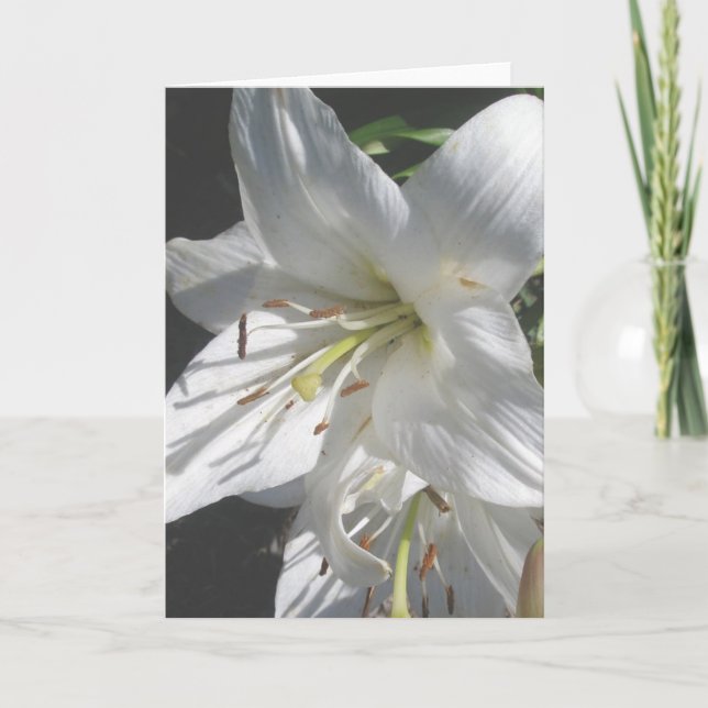 Carte Lillies Blanches (Devant)