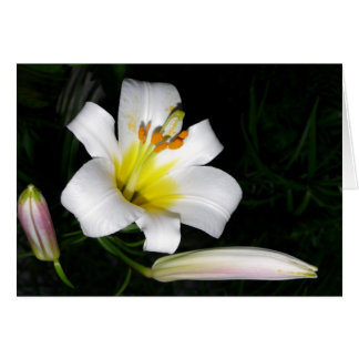 Carte Lily blanche