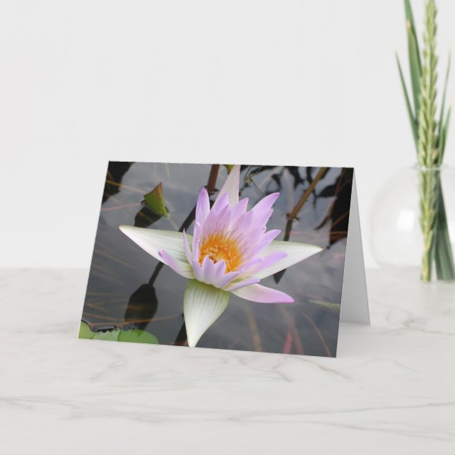 Carte Lily d'eau violette claire (Devant)