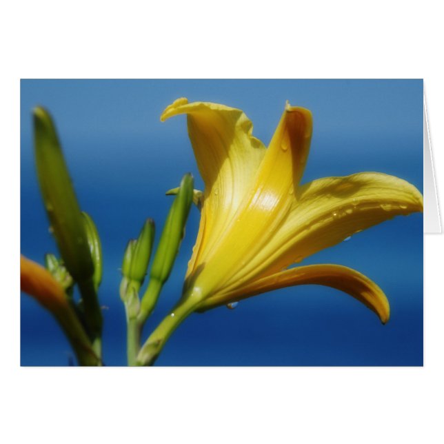 Carte Lily jaune (Devant horizontal)