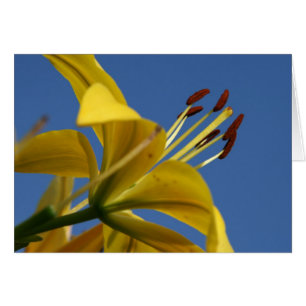 Carte Lily jaune
