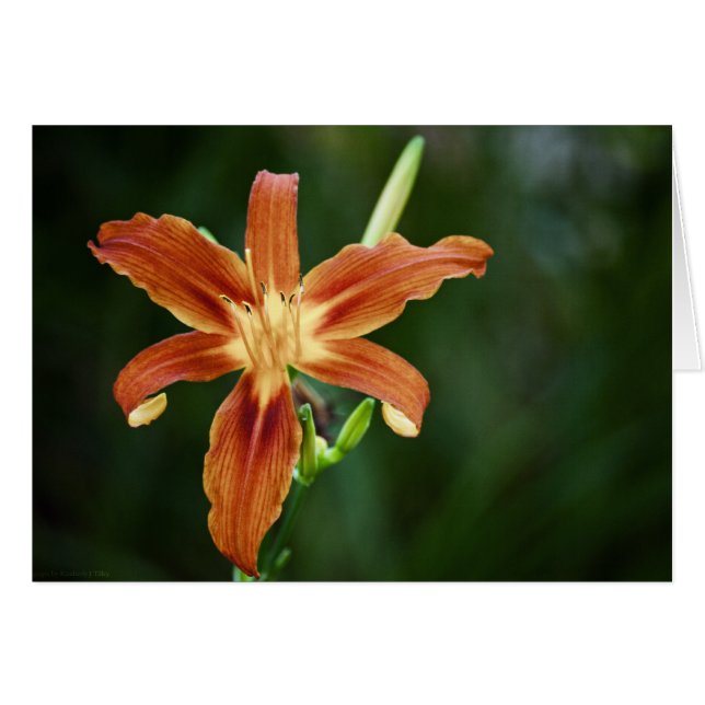 Carte Lily P6588 (Devant Horizontal)