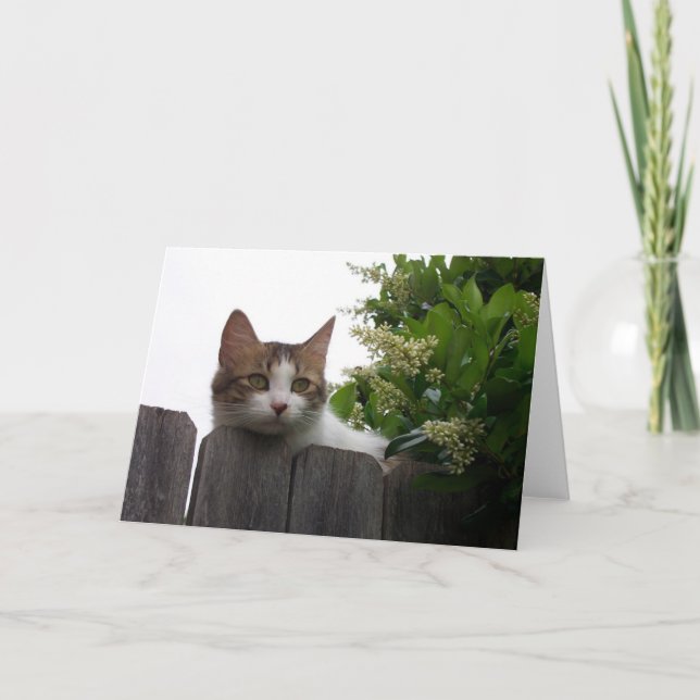 Carte Lily the Cat Greeting Card 04 (Devant)