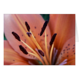 Carte Lily Tiger
