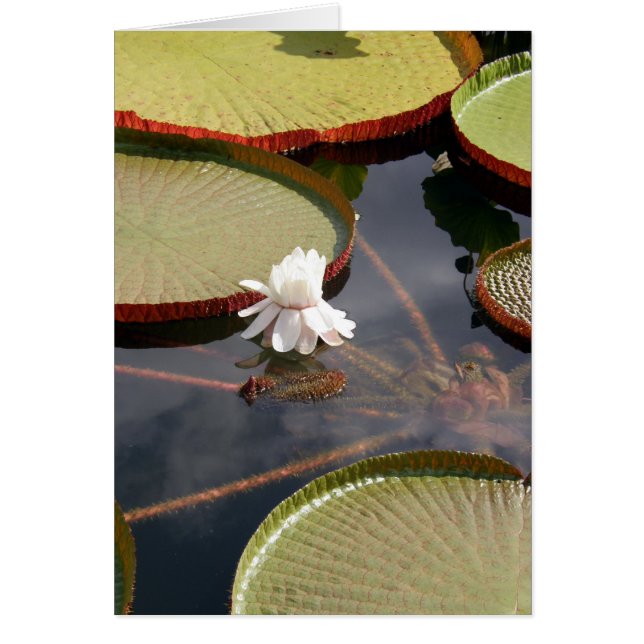 Carte - Lilypads géants & Lily d'eau blanche (Devant)