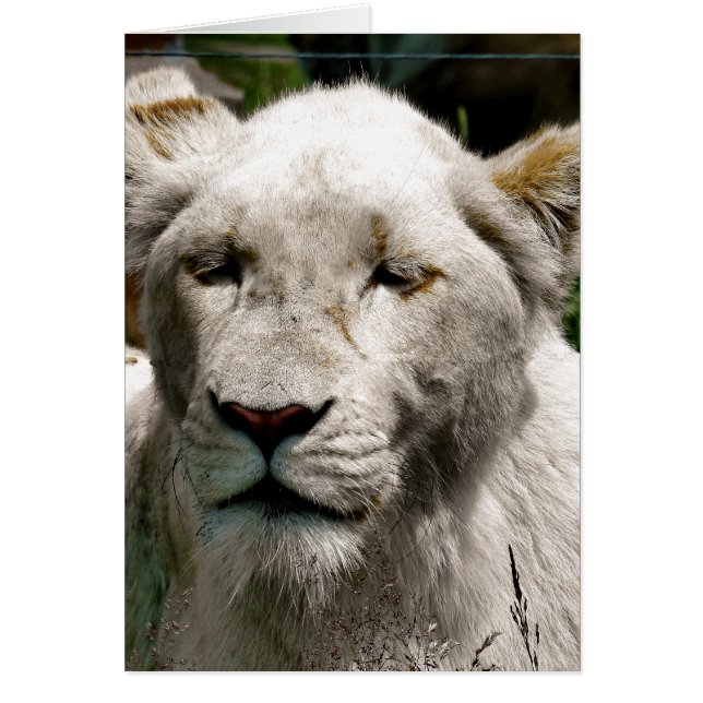Carte LION BLANCHE (Devant)