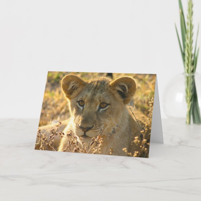 Carte Lion CUB de Selati (Devant)