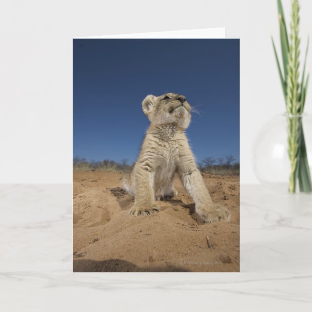 Carte Lion Cub (Panthera Leo) assis sur le sable, Namibi (Devant)