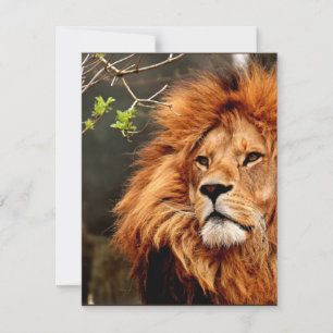 Carte Lion, roi de la jungle