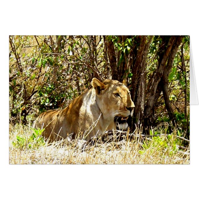 Carte Lioness au Kenya (Devant horizontal)