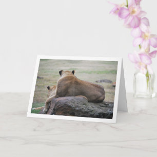Carte Lioness Portrait