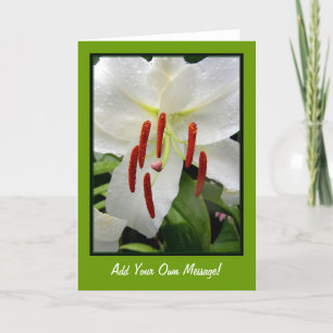 Carte Lis blanc oriental