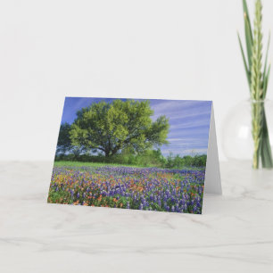 Carte Live Oak & Texas Paintbrush et Texas