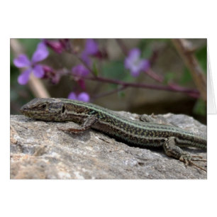 Carte Lizard