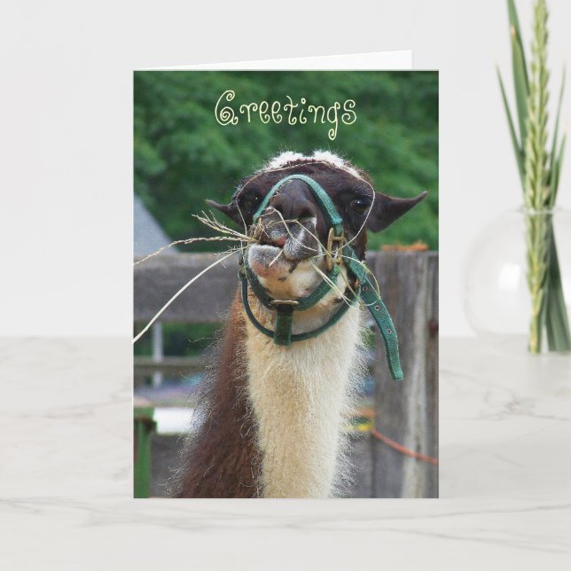 Carte Llama Llunch (Devant)