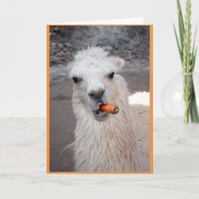 Carte Llama mangeant de la carotte. (Devant)