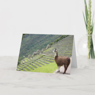 Carte llama péruvien