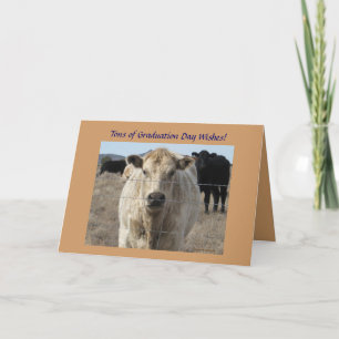 Carte L'obtention du diplôme souhaite - vache blanche