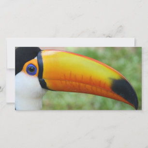 Carte L'oeil du Toucan