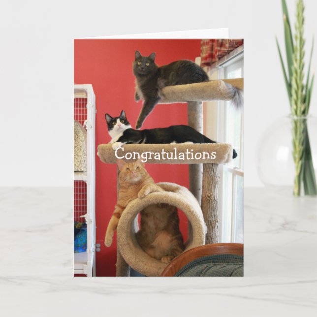Carte Logement de Kitty (Devant)