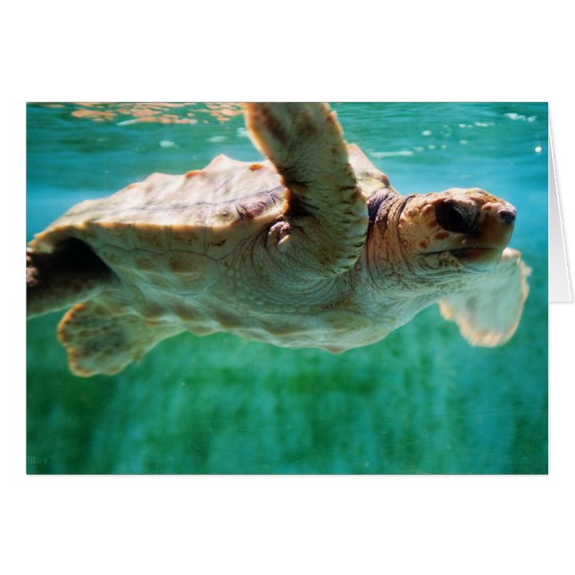 Carte Loggerhead #1 (Devant Horizontal)