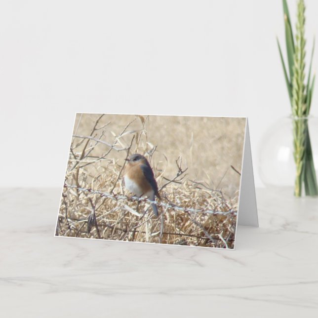 Carte L'oiseau bleu et cardinal, la vie est une chanson (Devant)